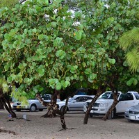 Coccoloba uvifera