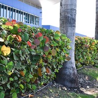 Coccoloba uvifera