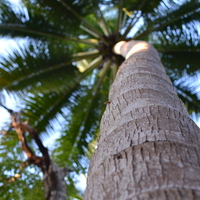 Cocos nucifera