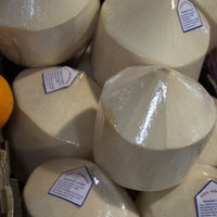 Cocos nucifera