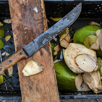 Cocos nucifera
