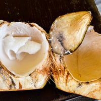 Cocos nucifera