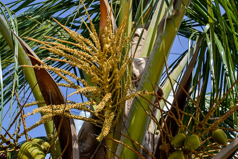 Coconut palm - Cocos nucifera, Plants