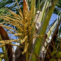 Cocos nucifera
