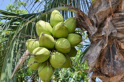 Cocos nucifera