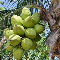 Coconut