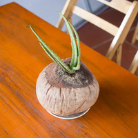 Cocos nucifera