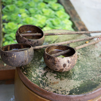 Cocos nucifera