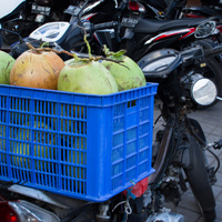 Cocos nucifera