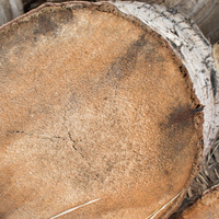 Cocos nucifera