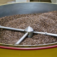 Coffea arabica