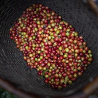Coffea arabica