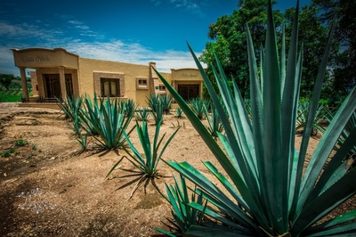 Agave sisalana