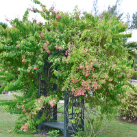 Combretum indicum 