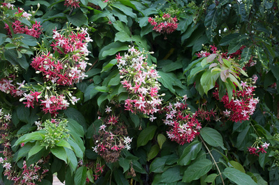 Combretum indicum 