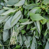 Corchorus olitorius