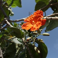 Cordia sebestena