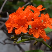 Cordia sebestena