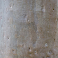 Corymbia citriodora