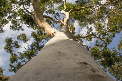Corymbia citriodora