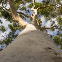 Lemon Eucalyptus