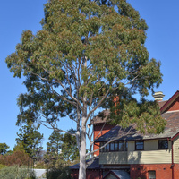 Corymbia citriodora
