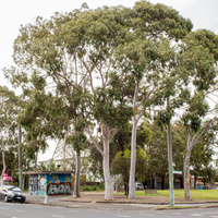 Corymbia citriodora