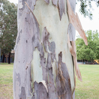 Corymbia citriodora