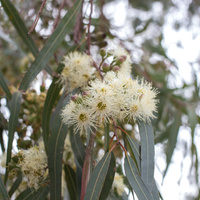 Corymbia citriodora