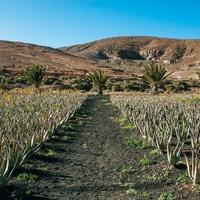 Aloe vera