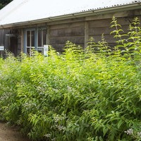 Aloysia citrodora