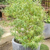 Aloysia citrodora