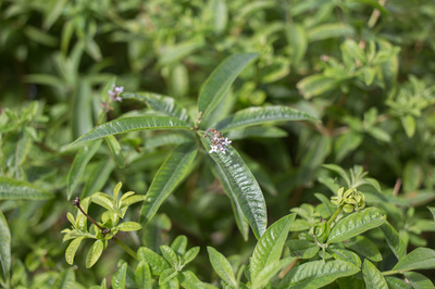 Aloysia citrodora