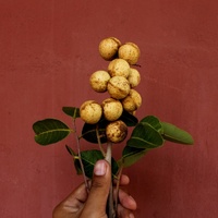 Dimocarpus longan