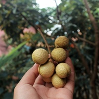 Dimocarpus longan