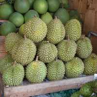 Durio zibethinus