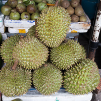 Durio zibethinus