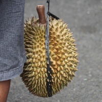 Durio zibethinus