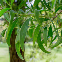 Australian blackwood