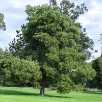 Acacia melanoxylon