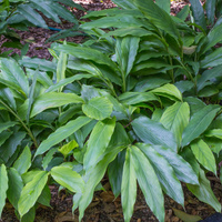 Elettaria cardamomum