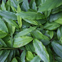 Elettaria cardamomum