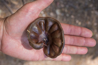 Enterolobium cyclocarpum