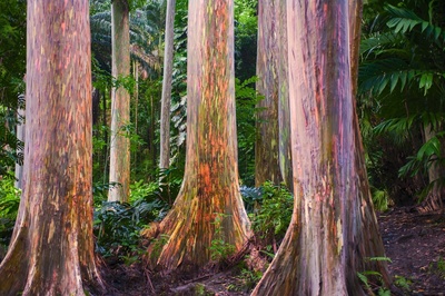 Eucalyptus deglupta