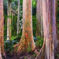 Eucalyptus deglupta