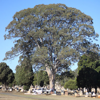 Queensland Blue Gum