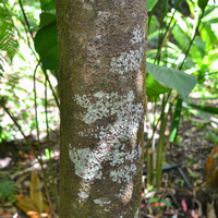 Amherstia nobilis
