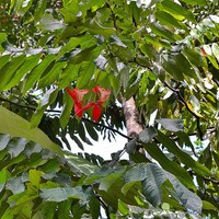 Amherstia nobilis