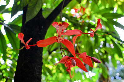 Amherstia nobilis