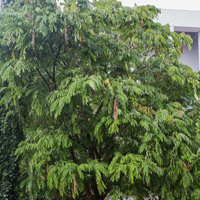 Amherstia nobilis